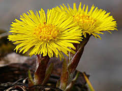 Coltsfoot