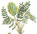 Astragalus Herb for Emphysema