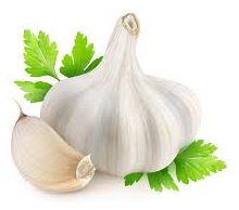 Garlic for Folliculitis