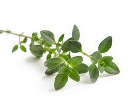Thyme Herb for Emphysema