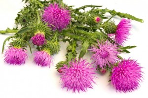 Burdock is Antibacterial