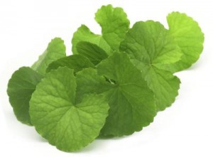 Gotu Kola