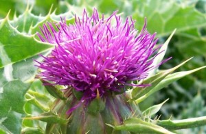 Milk Thistle