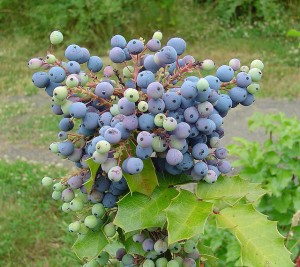 Oregon Grape