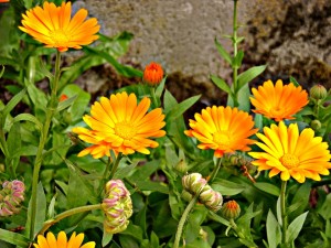 Calendula