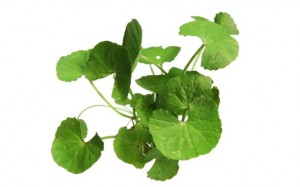 Gotu Kola