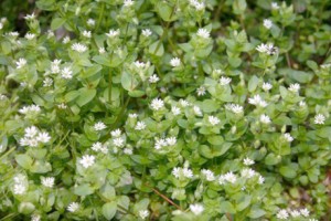 Chickweed