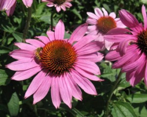 Echinacea