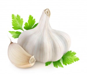 Garlic