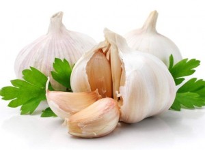 Garlic