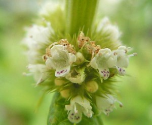 Gypsywort