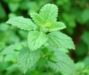 Lemon Balm