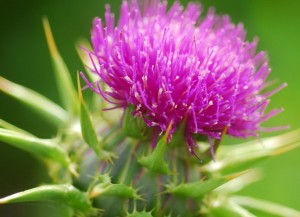 Milk Thistle