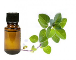 Oregano Oil