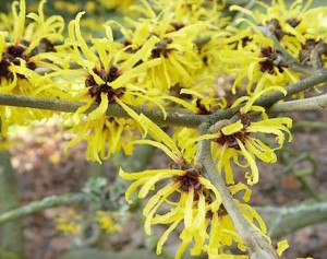 Witch Hazel