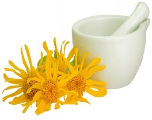 Arnica