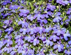 Lobelia