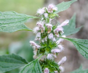 Motherwort