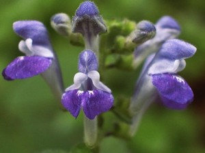 Skullcap