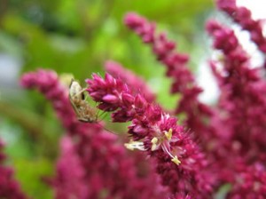 Amaranth Juice