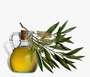 Eucalyptus Oil