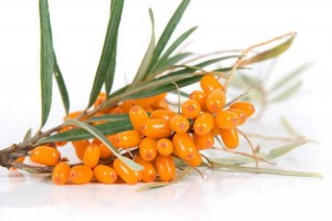 Sea Buckthorn 